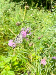 Marbled white