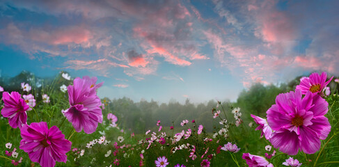 Pink summer morning over blossoming meadow with colorful cosmea flowers. Wide screen panorama of...