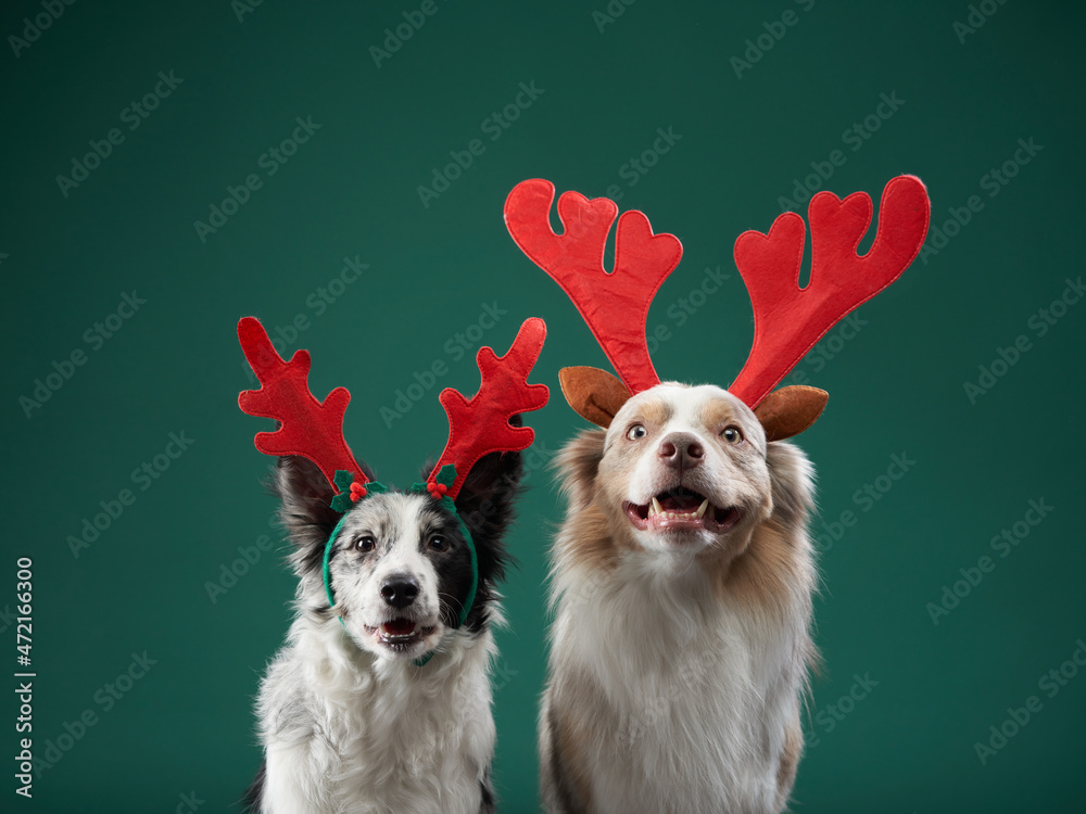 Wall mural two funny dogs in christmas decoration, deer antlers. festive border collie on green background