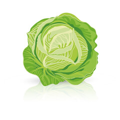 Bright vector illustration of colorful cabbage. Fresh cartoon organic vegetable isolated on white background used for magazine, book, poster, card, menu cover, web pages.