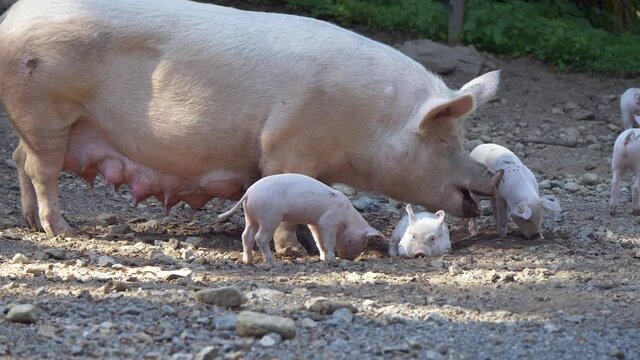 Close up of Pig Family eating on countryside farm with piglets in summer