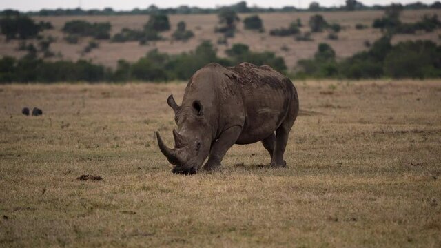 Majestic white rhinoceros grazing; endangered African wildlife