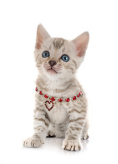 bengal kitten in studio