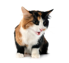 Kurilian Bobtail in studio