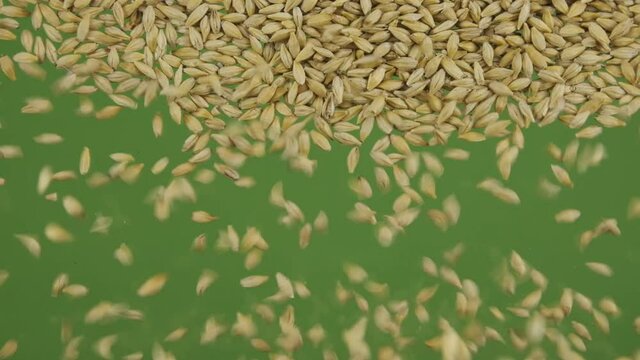Slow motion. Top view on flying and falling barley grains. The seeds fall and fill the green screen. Top view. Grain background