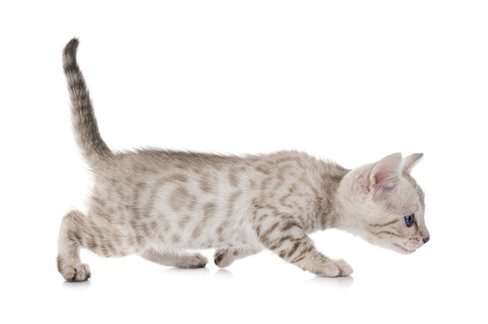 bengal kitten in studio