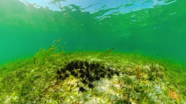 Tropical underwater world: a colony of sea urchins among green grass.