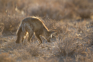 Bat-eared Fox hunting in the early morning glow of the Kgalagadi, South Africa