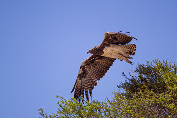 Martial Eagle flying across the Kalahari desert searching for prey, South Africa