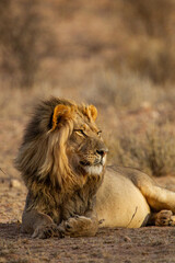 Black-maned lion of the Kalahari resting after eating a gemsbok in the Kgalagadi, South Africa