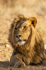 Black-maned lion of the Kalahari resting after eating a gemsbok in the Kgalagadi, South Africa