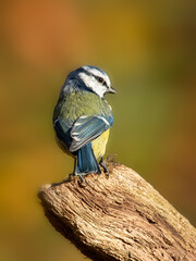 Adult Blue tit (Cyanistes caeruleus) perched on fallen log against diffused autumnal background
