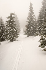 Winter mountain scenery with spruce trees, snow, cross-country skiint trail and overcast sky