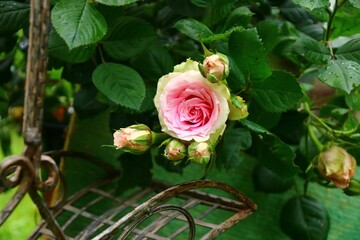 rosen  muttertagskarte
