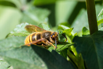 fly on leaf