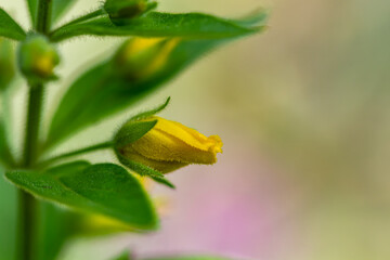 Lysimachia vulgaris flower growing in meadow