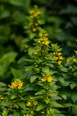 Lysimachia vulgaris flower in meadow, close up