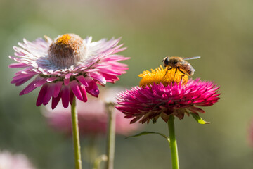 bee on a flower
