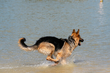 Young happy German Shepherd, playing in the water. The dog splashes runs and jumps happily in the lake