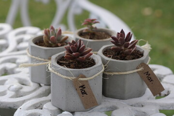some plants at evening 