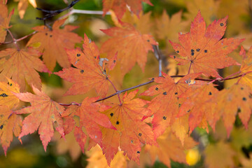leaves in autumn