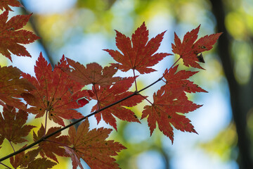 autumn leaves in the sun