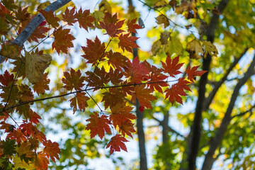 autumn leaves in the sun