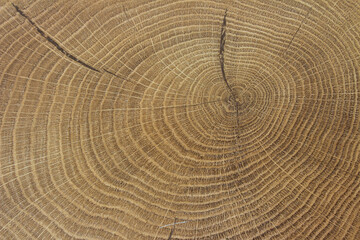 Old wooden oak tree cut surface. Detailed warm dark brown and orange tones of a felled tree trunk or stump. Rough organic texture of tree rings with close up of end grain. Close-up wood texture