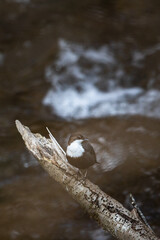 White-throated dipper (Cinclus cinclus) sitting on a stone. Diving bird hunti