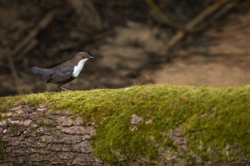 White-throated dipper (Cinclus cinclus) sitting on a stone. Diving bird hunti