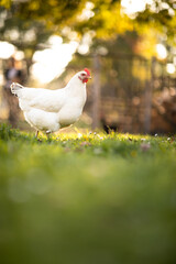 Hen in a farmyard (Gallus gallus domesticus)