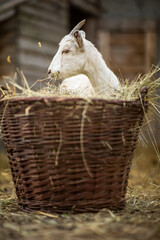 Obraz premium Cute goats on an organic farm, looking happy, grazing outdoors - respectful animal farming