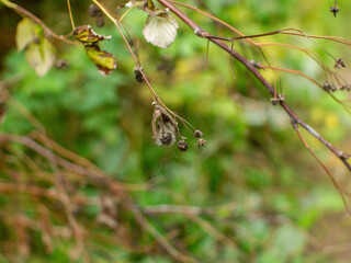 dried raspberries in the forest