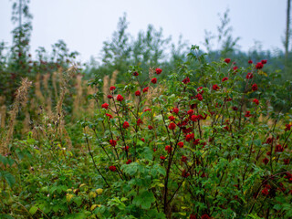 elderberries on bushes on a cloudy day