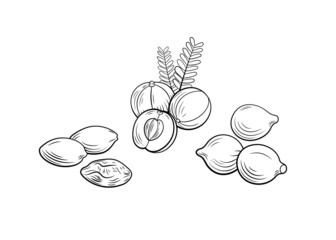 Triphala ayurvedic herbs set, outline black icons isolated on white background.