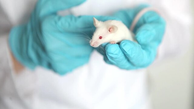 A small white laboratory mouse with red eyes in the hand of a scientist in a blue rubber glove. Woman puts experiments on a laboratory mouse.
