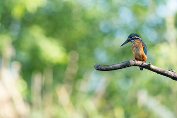 The common kingfisher (Alcedo atthis)