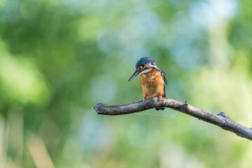 The common kingfisher (Alcedo atthis)