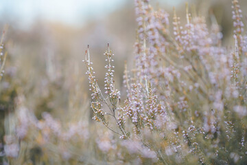 Beautiful  flowers branch on a green background, natural spring background, soft selective focus. High quality photo