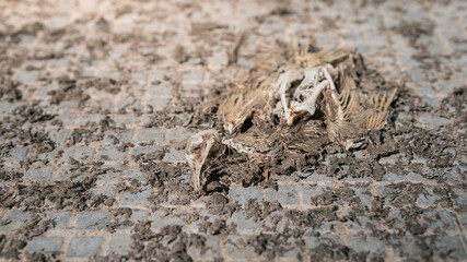 Dry carcass of dead common pigeon on a stone floor. Closeup dove skeleton