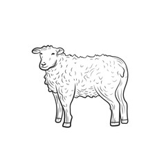 sheep outline illustration isolated on white background, farm animal, illustration template.