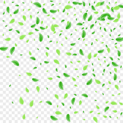 Green Leaf Background Transparent Vector. Vegetation Agriculture Illustration. Decorative Card. Greenish Simple Frame. Leaves Vibrant.