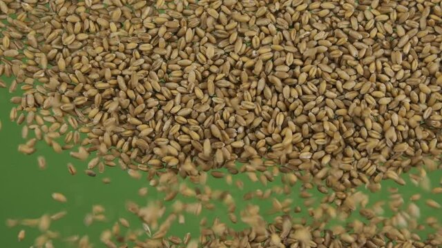 Slow motion. Top view on flying and falling wheat grains. The seeds fall and fill the green screen. Top view. Grain background