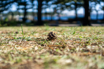 地面に落ちた松ぼっくり