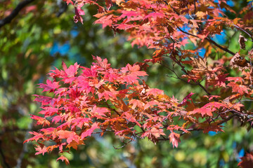 red leaves