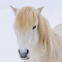 Obraz na płótnie Canvas icelandic white horse portrait
