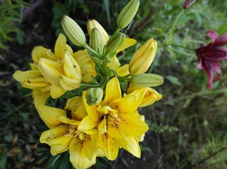Yellow lily in the garden.