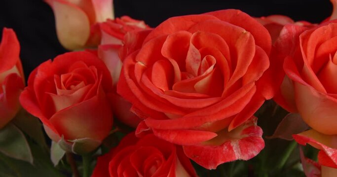 Roses close-up. Macro flowers. Delicate petals. Bright bouquet.