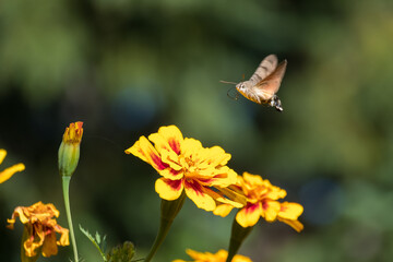 butterfly on flower