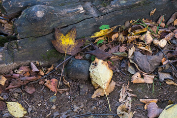 fallen autumn leaves